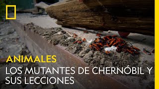 Los mutantes de Chernóbil y sus lecciones  NATIONAL GEOGRAPHIC ESPAÑA [upl. by Auhel760]