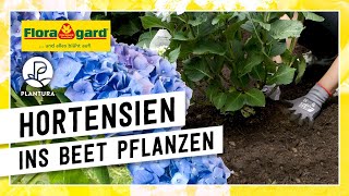 Hortensien im Gartenbeet pflanzen  mit der Floragard BioErde Sauer [upl. by Eillah]