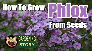 How To Grow Phlox From Seeds  Gardening Story [upl. by Gnilhsa]