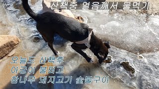 1월25일 산행중 사냥개 덕이는 목말라 도랑 얼음에서 물먹고 산책후 집에서 돼지고기 숯불구이 용띠용사 성 강아지 덕 개 산책 패터데일테리어 사냥개 [upl. by Siana]