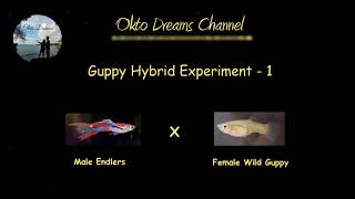 Experiment 1  Hybrid of Male endler with female wild type guppy [upl. by Kowtko]