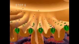 Neuromuscular Junction Muscle Contraction Part 1 Anatomy Tutorial NSCA CSCS Exam ACE PT Exam [upl. by Zrike296]