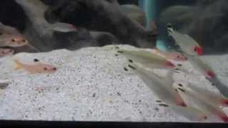 New additions Rummynose tetras hemigrammus bleheri feeding [upl. by Normalie]