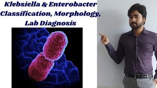 Klebsiella and Enterobacter  Classification  Morphology  Lab Diagnosis By Abhishek sir [upl. by Sonni]