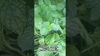 Mentha spicata mint pudina kishtwar morning homegarden beautiful india [upl. by Justino]