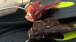 sculpin catch and cook San Diego spear fishing [upl. by Sivrahc]