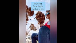 Pruning Annabelle Hydrangeas [upl. by Adyahs]