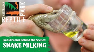 MILKING VENOMOUS SNAKES  AUSTRALIAN REPTILE PARK [upl. by Antonio]