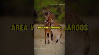 How to Survive Kangaroo Attack  facts howto [upl. by Urata189]