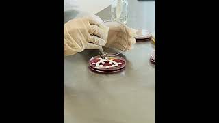 microbiologia sensibilidad ciencia [upl. by Upshaw]