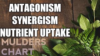 ANTAGONISM SYNERGISM AND NUTRIENT UPTAKE MULDERS CHART [upl. by Letsou]