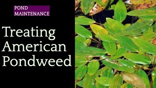 205 Successfully Treating American Pondweed with Tsunami DQ Aquatic Herbicide [upl. by Vito]