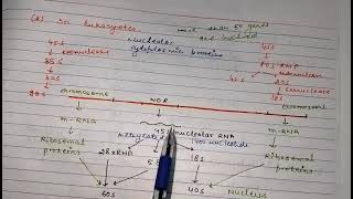 Biogenesis of ribosomes cell biology For NEET NET GATE MSc and BSc mdu kuk crsu cblu [upl. by Silloh622]