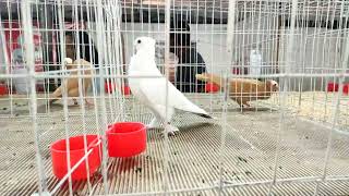 UPC PIGEON SHOW 2023  SATINETTE PIGEONS  THRISSUR KERALA [upl. by Swainson918]