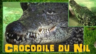 Crocodylus niloticus  Laurenti 1768 HD crocodile du Nil  Ménagerie Paris  122014 [upl. by Ursa]