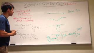 Xenopus Germ Layer Origins Neural stuff Pt 2 [upl. by Ingalls480]