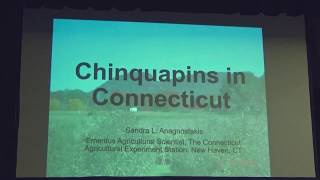 OCF 2019 Ozark Chinquapins and the Gall Wasp Sandra Anagnostakis [upl. by Ecinrev755]