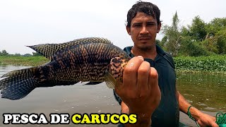 PESCA DE GUAPOTE TIGRES O CARUCOS USANDO ATARRAYA EMBALSE DE PRESA CERRÓN GRANDE [upl. by Leasi750]