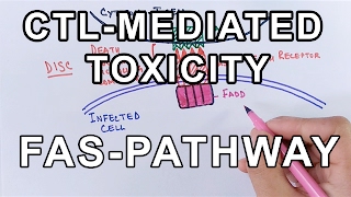 Mechanism of CELL MEDIATED TOXICITY [upl. by Baynebridge]