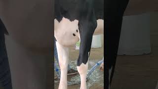 milking in PDFA expo Ludhiana [upl. by Dennett]