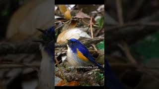 Early bird catches the worm Bush Robin eats a caterpillar birdsofinstagram redflankedbluetail [upl. by Sankaran]