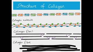 AS Biology  fibrous and globular proteins [upl. by Rahsab]