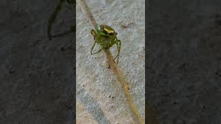 araneus araneuspraesignis alienbuttspider araneidae spide [upl. by Veno14]