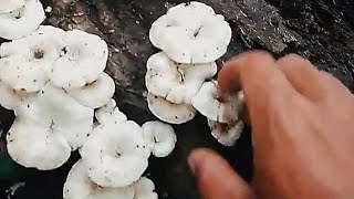 Picking white Lentinus Tigrinus Mushroom and Gill mushroomvillage lifeLongmai Noney [upl. by Dreyer]