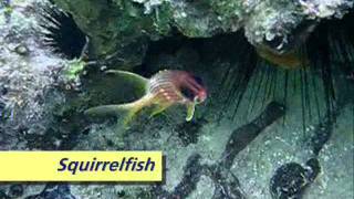 Snorkeling at Breezes Grand Negrilwmv [upl. by Merchant]