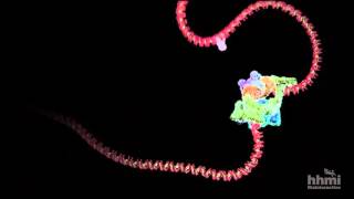 DNA Transcription  Basic Detail  HHMI BioInteractive Video [upl. by Yniattirb]