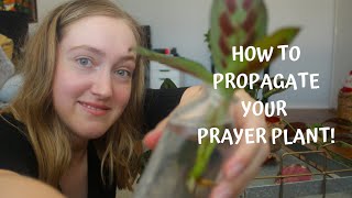 How To Propagate Your Prayer Plant  Red Maranta Propagation [upl. by Tnattirb373]