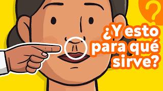 ¿Sirven de algo estas OTRAS 7 partes de tu cuerpo 👫 [upl. by Airres]