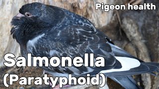 Salmonella or Paratyphoid in Pigeons  Pigeon Health Episode 7 [upl. by Meesaw]