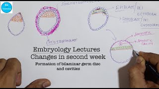 Embryology lectures  Changes in second week  Bilaminar germ disc  Dr Ashok K R [upl. by Ramah]