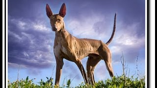 El podenco Canario Documental [upl. by Kemme]