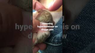 hyperkeratosis on dog’s paw 🐾 please subscribe ❤️❤️❤️ [upl. by Mireille802]