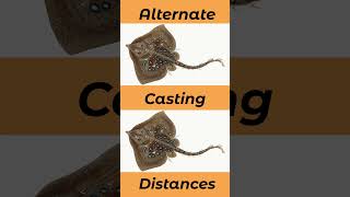 Top Casting Tips For Targeting Thornback Ray In The UK And Europe seafishinguk [upl. by Celtic]