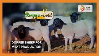 Kenyas Gold  Dorper sheep for meat production [upl. by Euqimod406]