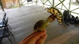 Royal Flycatcher displaying [upl. by Prussian80]