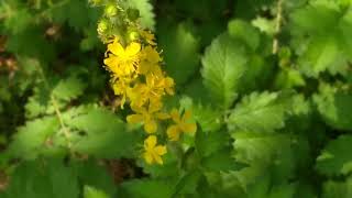 Erba San Guglielmo Agrimonia eupatoria L medicinal plant [upl. by Janna891]