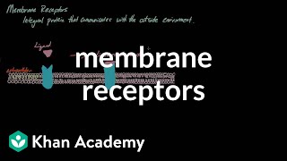 Membrane Receptors  Nervous system physiology  NCLEXRN  Khan Academy [upl. by Ahsienyt734]