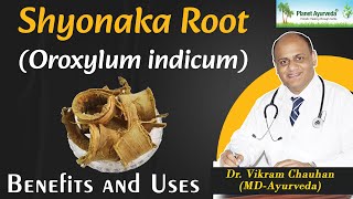 Shyonaka Root  Oroxylum indicum  Benefits and Uses  Dr Vikram Chauhan [upl. by Dierolf]