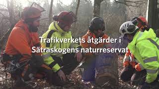 E4 Förbifart Stockholm – naturvård i Sätraskogens naturreservat kort version  Trafikverket [upl. by Higginson]