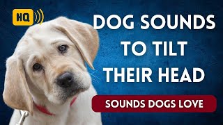 Dog Sounds to Make Them Tilt Their Head 🐕 Sounds Dogs Love [upl. by Nguyen]