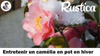 Camélia en pot  bien le préparer pour lhiver [upl. by Nohsyt]