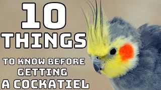 Cockatiel Talking Pretty Bird Training How to teach your cockatiel to talk [upl. by Slorac]