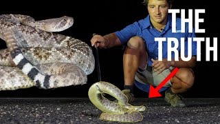 The Western Diamondback Rattlesnake Everything You Need To Know [upl. by Trebeh]