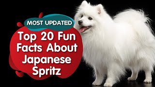 Top 20 Fun Facts about Japnese Spitz MOST UPDATED [upl. by Gardiner]