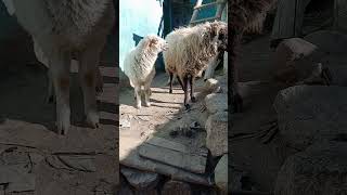 baby sheep baaing goat bakra animals [upl. by Yesnik676]