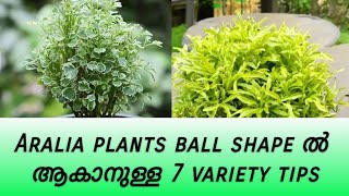 Aralia plants ൽ നമ്മൾ ശ്രദ്ധിക്കേണ്ട 7 കാര്യങ്ങൾ [upl. by Anier794]